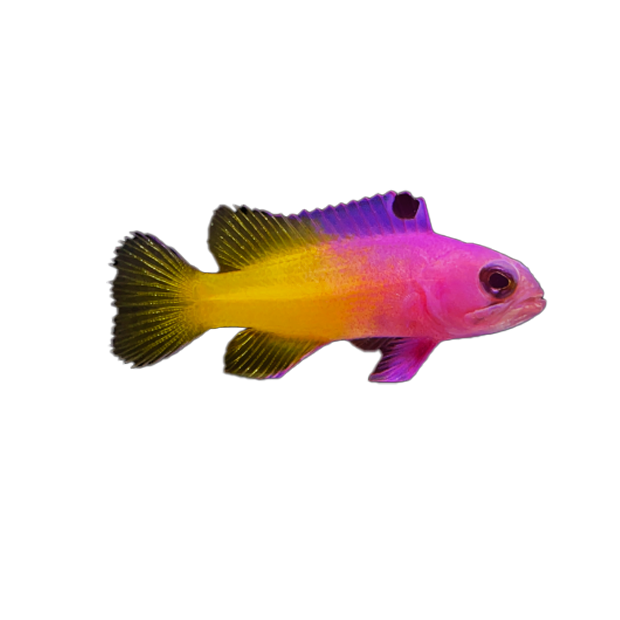 Imagem do peixe Royal Gramma